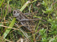 Decticus verrucivorus