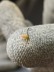 Misumenoides formosipes