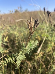 Astragalus onobrychis