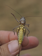 Decticus verrucivorus