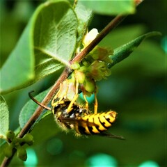 Dolichovespula arenaria