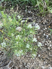 Lepidium montanum