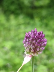 Allium rotundum
