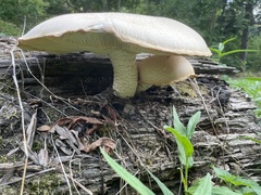 Neolentinus lepideus