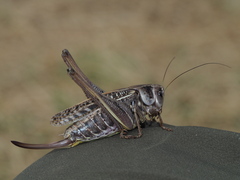 Decticus verrucivorus