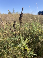 Astragalus onobrychis