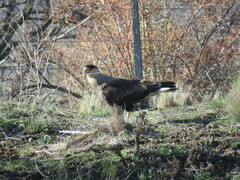 Caracara plancus