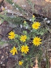 Heterotheca subaxillaris