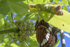 Limenitis lorquini