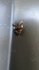 Elophila obliteralis