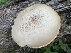 Neolentinus lepideus