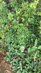 Spiraea alba