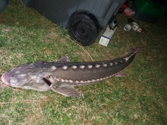 Acipenser transmontanus