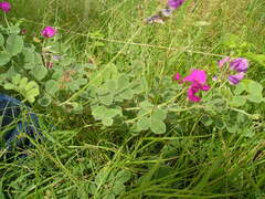 Tephrosia lindheimeri