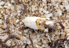Acontia lucida