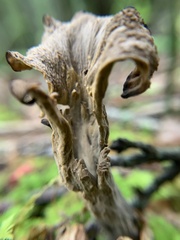 Craterellus fallax