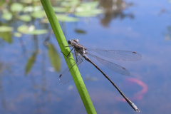Lestes