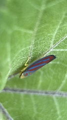 Graphocephala coccinea