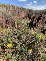 Heterotheca subaxillaris