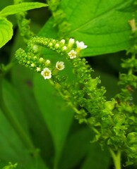 Heliotropium angiospermum