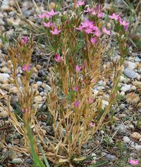 Centaurium littorale uliginosum