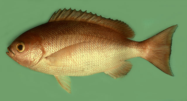 Pinjalos