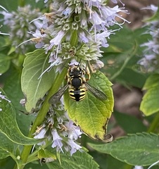 Anthidium manicatum