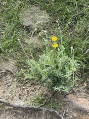 Baileya multiradiata