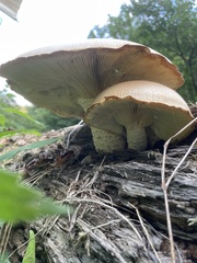 Neolentinus lepideus
