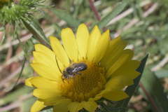 Eucera