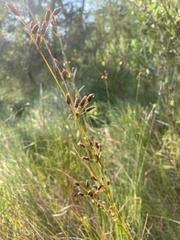 Fimbristylis castanea