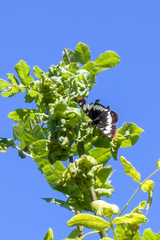 Limenitis lorquini