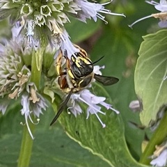 Anthidium manicatum