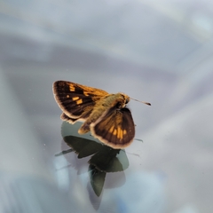 Polites peckius