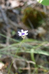 Catananche caerulea