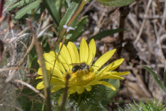 Eucera