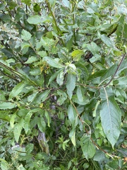 Salix caprea