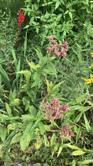 Eutrochium maculatum