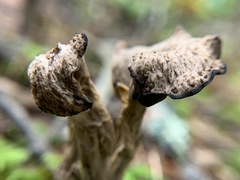 Craterellus fallax