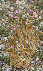Centaurium littorale uliginosum
