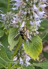 Anthidium manicatum