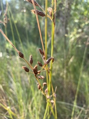 Fimbristylis castanea