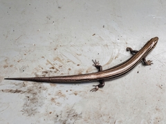 Plestiodon septentrionalis