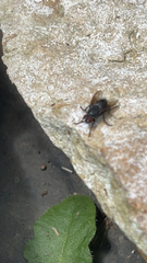 Calliphora vicina