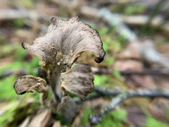Craterellus fallax