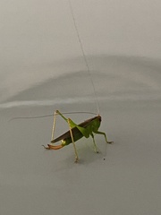 Conocephalus fasciatus