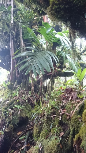 Roscheria melanochaetes, photograph 1
