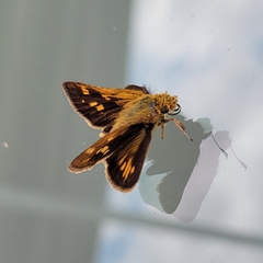Polites peckius