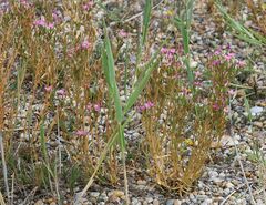 Centaurium littorale uliginosum