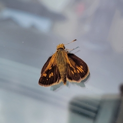 Polites peckius